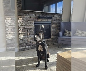 Mother of the Presa Canario puppies born on 04/28/2026