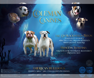 Mother of the American Bulldog puppies born on 11/12/2025