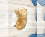 Small Photo #31 Goldendoodle (Miniature) Puppy For Sale in MILLERSBURG, OH, USA