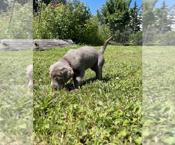 Medium Photo #9 Labrador Retriever Puppy For Sale in HADLOCK, WA, USA