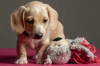 Small Photo #4 Dachshund Puppy For Sale in CROWLEY, TX, USA