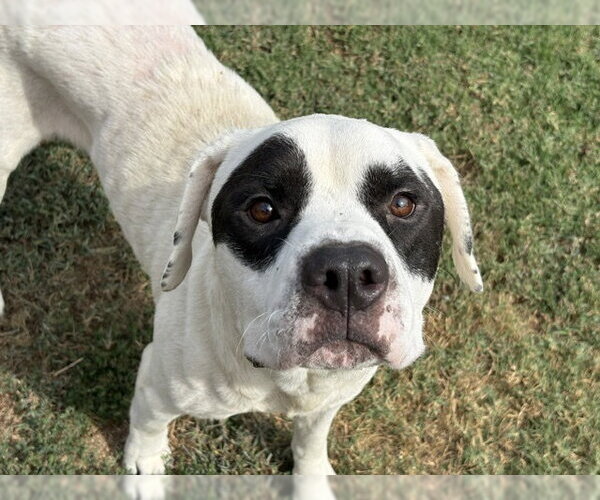 Medium Photo #1 Mutt Puppy For Sale in Tulsa, OK, USA
