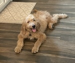 Small Photo #1 Goldendoodle Puppy For Sale in ATASCOCITA, TX, USA