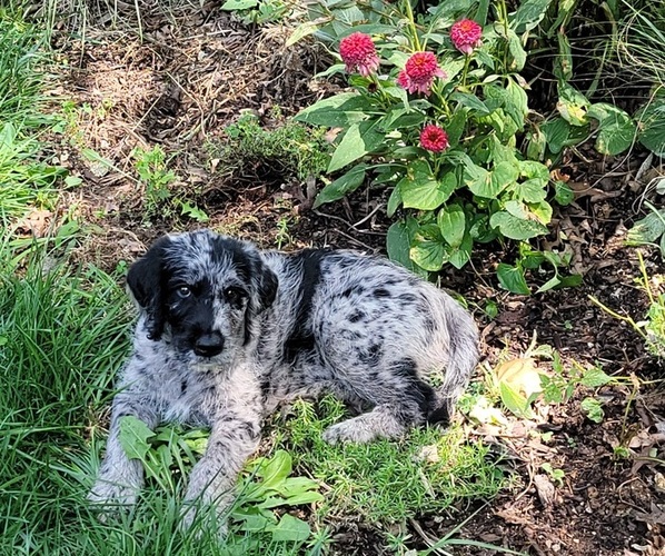 Medium Photo #1 Labradoodle Puppy For Sale in AKRON, PA, USA