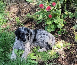 Labradoodle Puppy for sale in AKRON, PA, USA