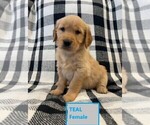 Puppy Teal Golden Retriever
