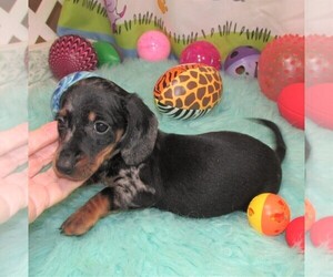 Father of the Dachshund puppies born on 01/02/2024