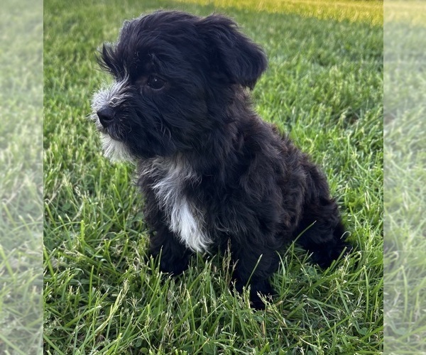 Medium Photo #4 Morkie Puppy For Sale in ROCK STREAM, NY, USA