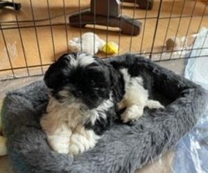 Shih Tzu Puppy for sale in FRANKLIN, NC, USA