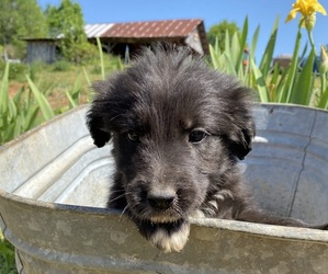 Border Collie-Unknown Mix Puppy for sale in MURRAYVILLE, GA, USA
