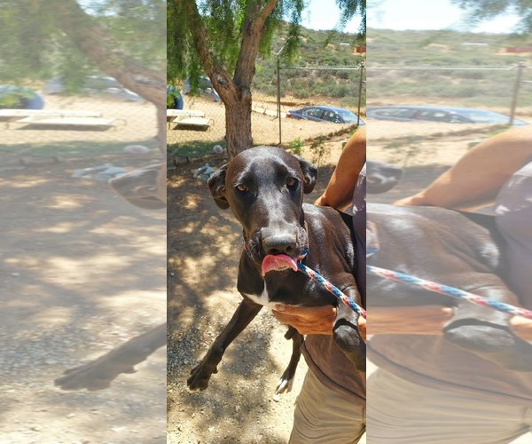 Medium Photo #5 Labrador Retriever-Unknown Mix Puppy For Sale in San Diego, CA, USA