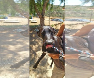Everest (female) - Female Labrador Retriever-Unknown Mix Dog for Adoption - Photo #3