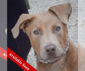 Labmaraner Dogs for adoption in Huntley, IL, USA