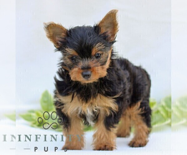 Medium Photo #2 Yorkshire Terrier Puppy For Sale in REINHOLDS, PA, USA