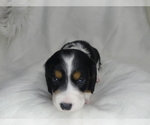Small Photo #6 Dachshund Puppy For Sale in FAIRBANK, IA, USA