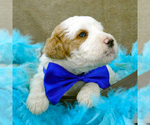 Small Photo #3 Goldendoodle Puppy For Sale in ROY, UT, USA