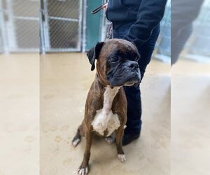 Boxer Dogs for adoption in Chula Vista, CA, USA