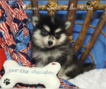 Puppy Lucas Pomsky