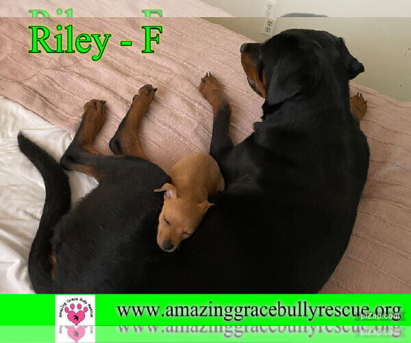 Medium Photo #6 Rottweiler Puppy For Sale in Milton, FL, USA