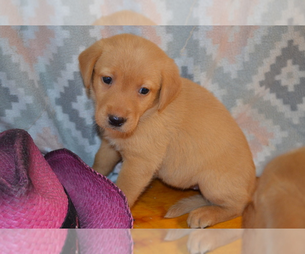 Medium Photo #3 Labrador Retriever Puppy For Sale in GREENWOOD, WI, USA