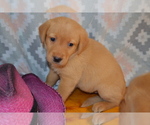 Small #2 Labrador Retriever