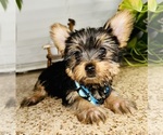 Small Photo #10 Yorkshire Terrier Puppy For Sale in RIVERSIDE, CA, USA