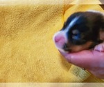 Small Photo #11 Pembroke Welsh Corgi Puppy For Sale in JURUPA VALLEY, CA, USA