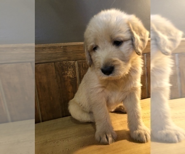 Medium Photo #16 Labradoodle Puppy For Sale in ROBERTA, GA, USA
