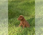 Small Photo #3 Chesapeake Bay Retriever Puppy For Sale in BOAZ, AL, USA