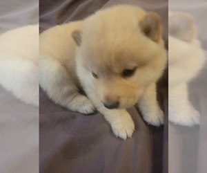 Shiba Inu Puppy for sale in BRENTWOOD, TN, USA