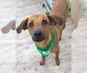 Professor Red - Male Labrador Retriever-Unknown Mix Dog for Adoption - Photo #7