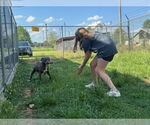Small #2 American Bulldog