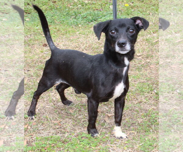 Medium Photo #2 Chihuahua-Unknown Mix Puppy For Sale in Prattville, AL, USA