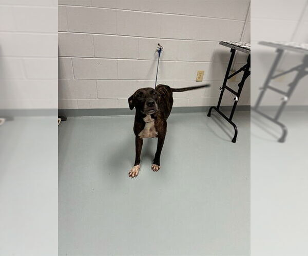 Medium Photo #1 American Pit Bull Terrier-Unknown Mix Puppy For Sale in St. Cloud, FL, USA