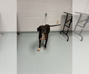Medium American Pit Bull Terrier Mix