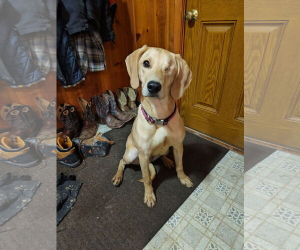 Medium Photo #1 Plott Hound Puppy For Sale in Clinton , MI, USA