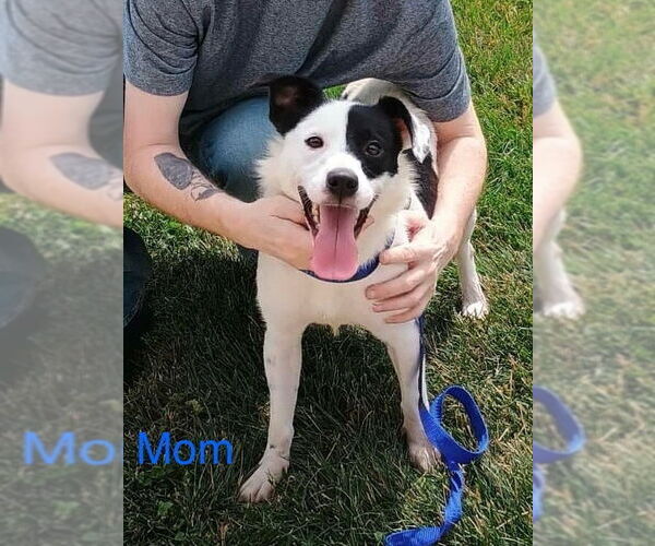 Medium Photo #10 American Pit Bull Terrier-Australian Shepherd Mix Puppy For Sale in Foristell, MO, USA