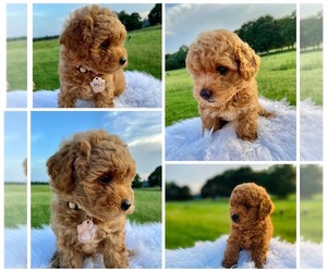 Poodle (Toy) Puppy for sale in INMAN, SC, USA