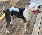 Small #5 American Bulldog Mix