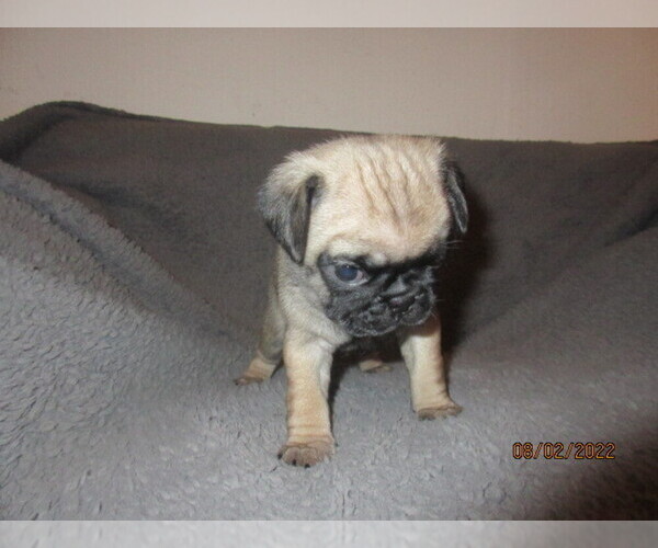 Medium Photo #1 Pug Puppy For Sale in PORT CHARLOTTE, FL, USA