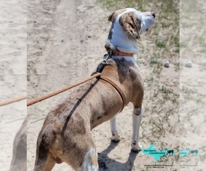 Father of the Catahoula Leopard Dog puppies born on 07/27/2026