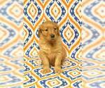 Small Photo #6 Golden Retriever Puppy For Sale in HAVILAND, OH, USA