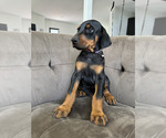Small Photo #17 Doberman Pinscher Puppy For Sale in PUYALLUP, WA, USA