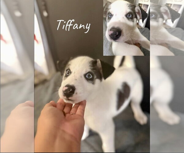 Medium Photo #4 Siberian Husky-Unknown Mix Puppy For Sale in Mesa, AZ, USA