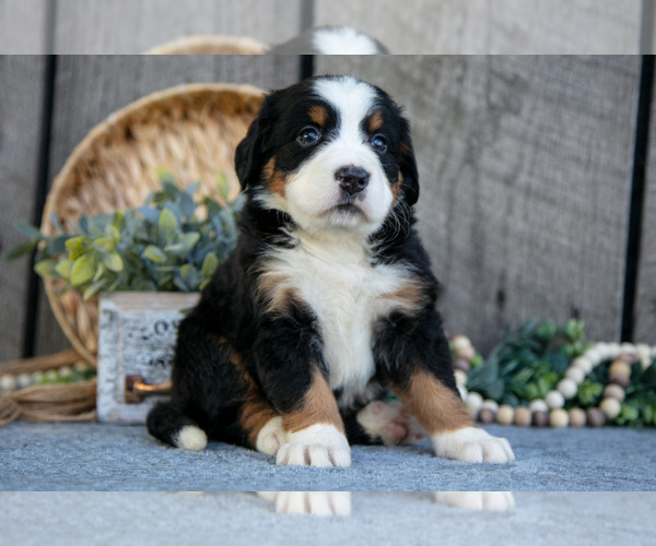 Medium Photo #1 Bernese Mountain Dog Puppy For Sale in SHREVE, OH, USA