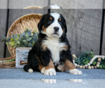Puppy Biance Bernese Mountain Dog