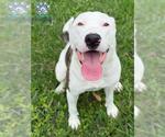 Small #1 Staffordshire Bull Terrier