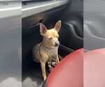 Small #2 Chihuahua Mix