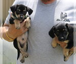 Small #2 Dachshund