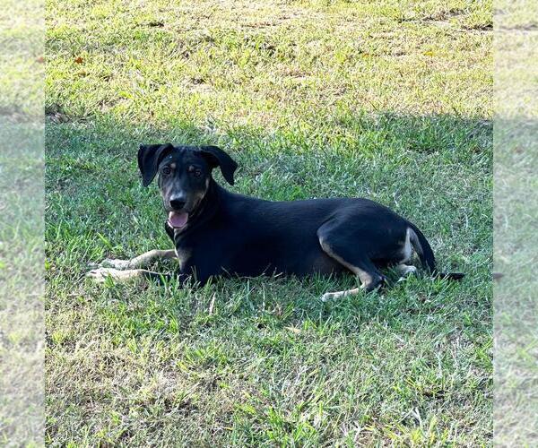 Medium Photo #3 German Shepherd Dog-Unknown Mix Puppy For Sale in Yardley, PA, USA